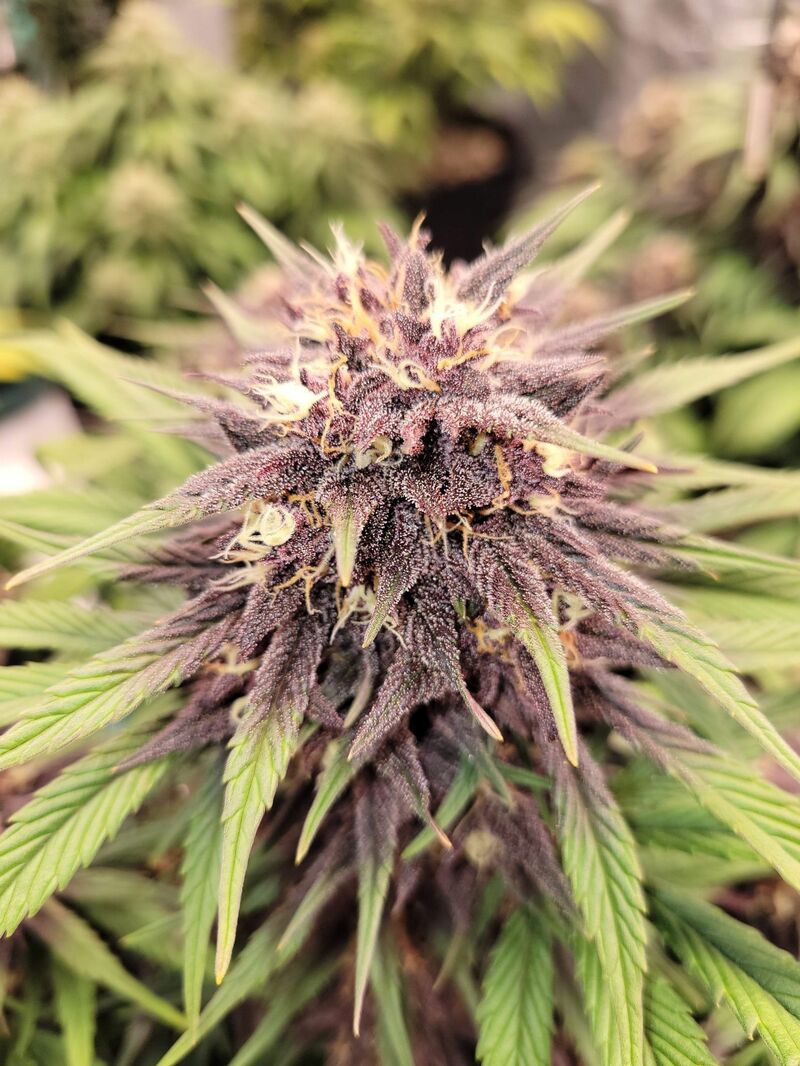 Lemon Cherry Cookies Auto, Фасовка: 5, изображение 22